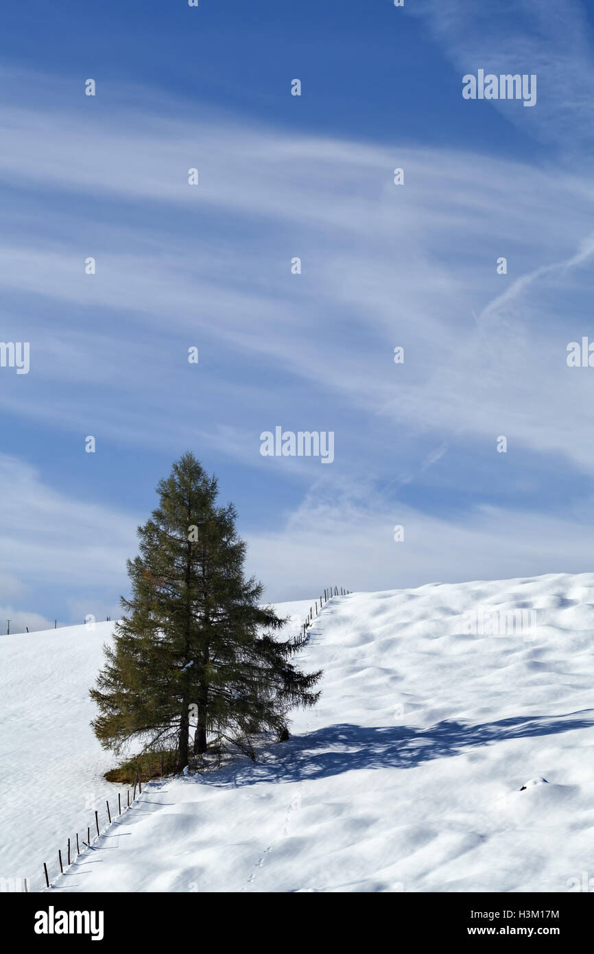 spruce trees on snowy hill in Bavarian farmland Stock Photo