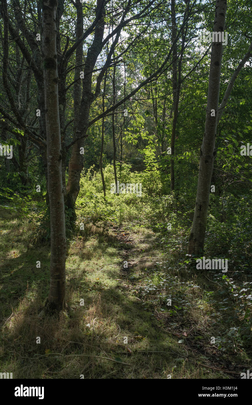 Simple shot of sunny woodland glade beside River Fowey at Lostwithiel, Cornwall. Woodland floor example. Carbon capture metaphor. Stock Photo