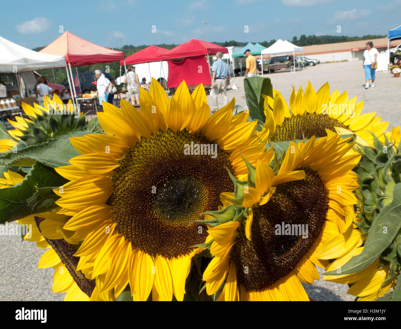 Sunflowers for sale at a farmers market. Stock Photo