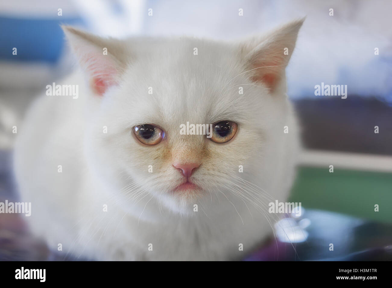 White Kitten Scottish straight close-up. Stock Photo