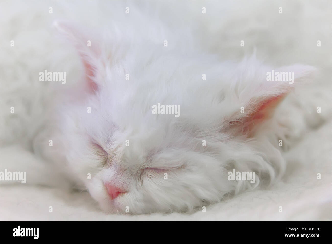 Sleeping white kitten Selkirk Rex or 'cat-sheep'. Stock Photo