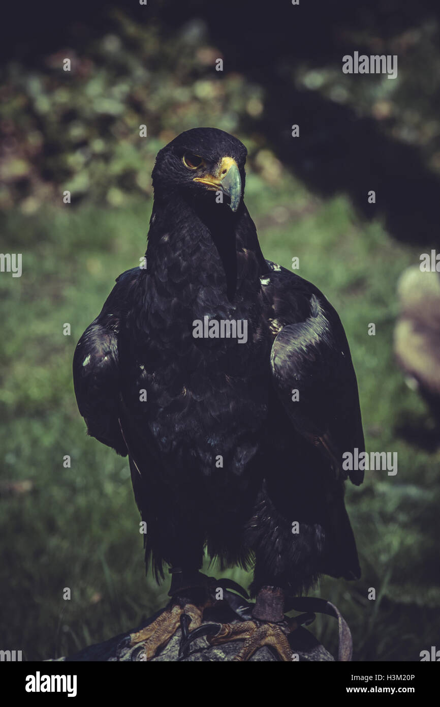 Black eagle with yellow peak Stock Photo Alamy