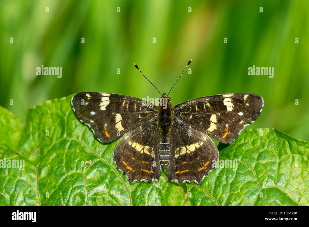 Close-up of the Map butterfly (araschnia levana) in summer outfit, top view. Stock Photo