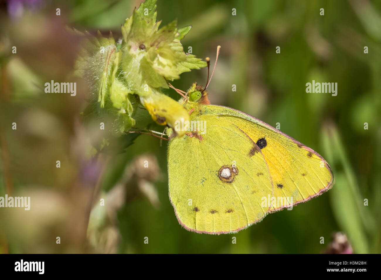 Common clouded yellow butterfly, Colias croceus, feeds nectar out of a flower. Stock Photo