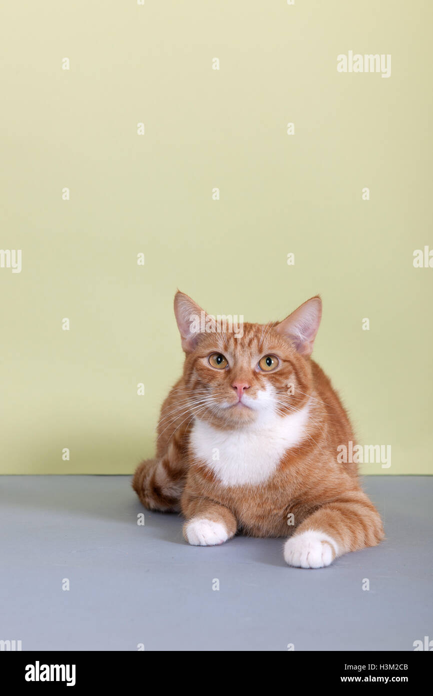 red tabby cat on green background Stock Photo