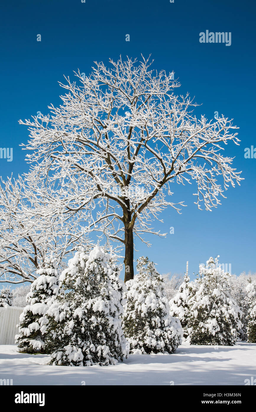 Winter morning scene of snow covered trees isolated and blue sky, Monmouth County in New Jersey, USA, US frosty winter stems snowstorm Stock Photo