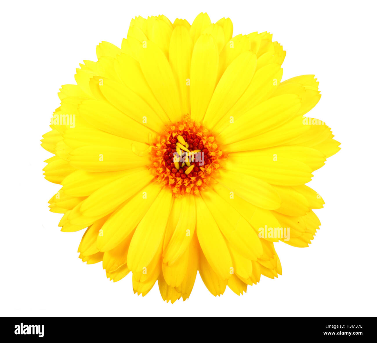 One yellow flower of calendula Stock Photo
