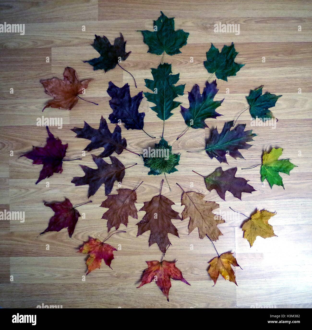 Autumn display of leafs to show the range of colors for the season Stock Photo