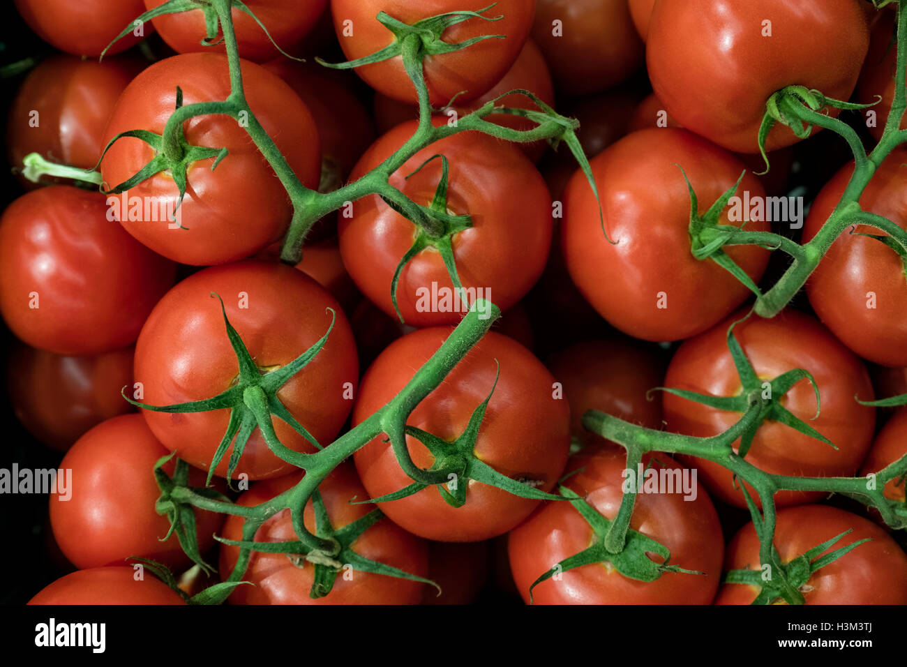 Freshly picked tomatoes hires stock photography and images Alamy