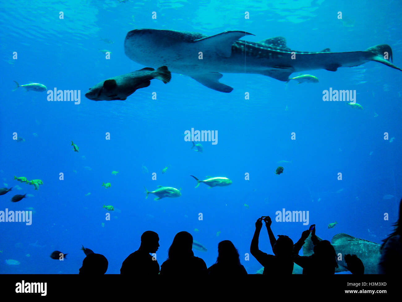 Visitors watching whales, sharks and other marine life in an indoor