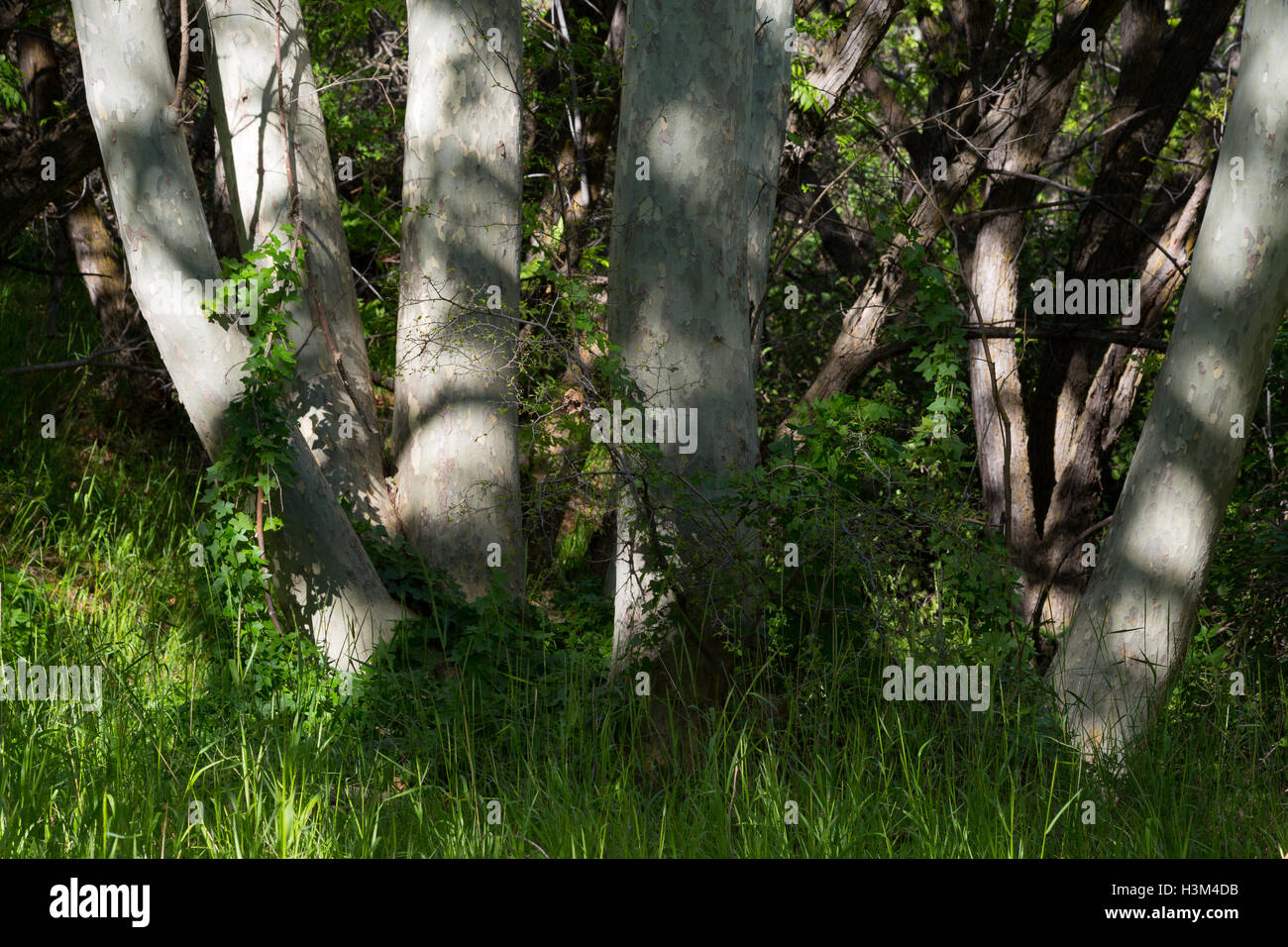 Sycamore tree trunks growing in a desert oasis in Cottonwood Canyon