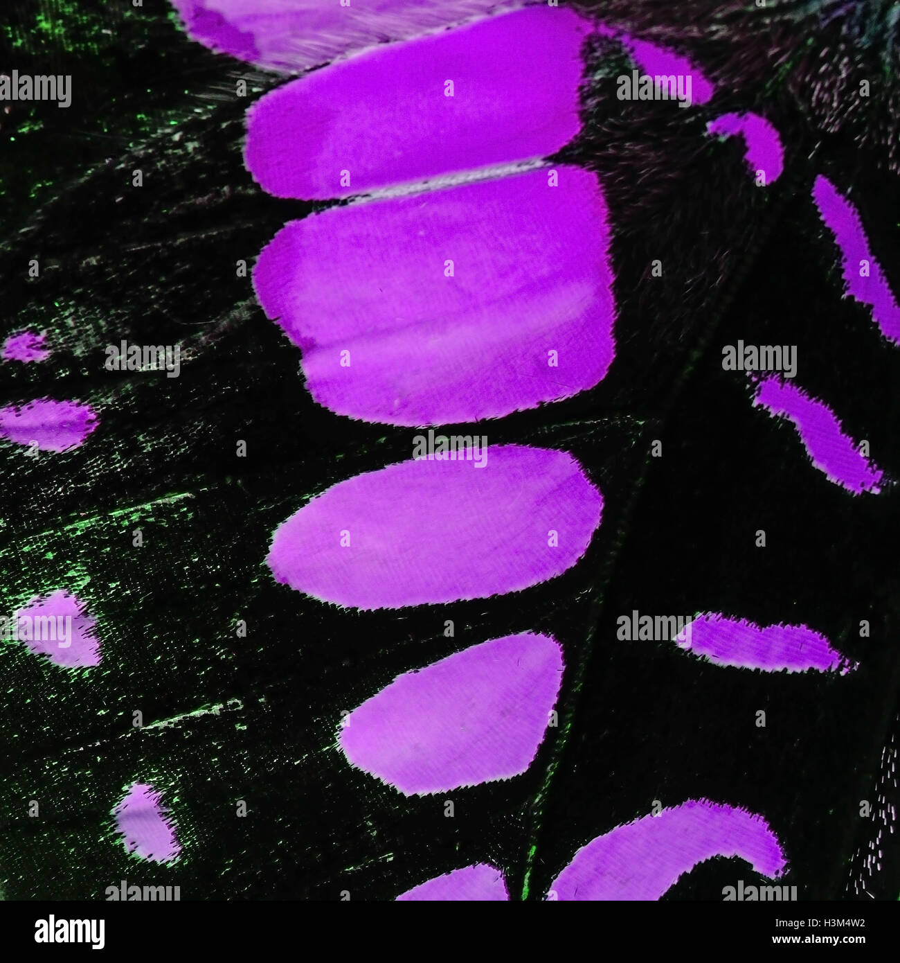 Monarch wing pattern hi-res stock photography and images - Alamy