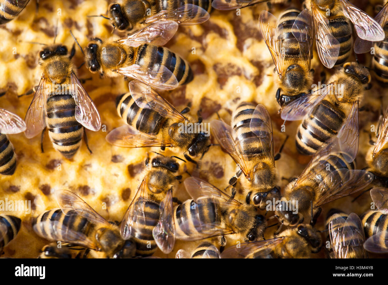Macro shot of bees swarming on a honeycomb Stock Photo