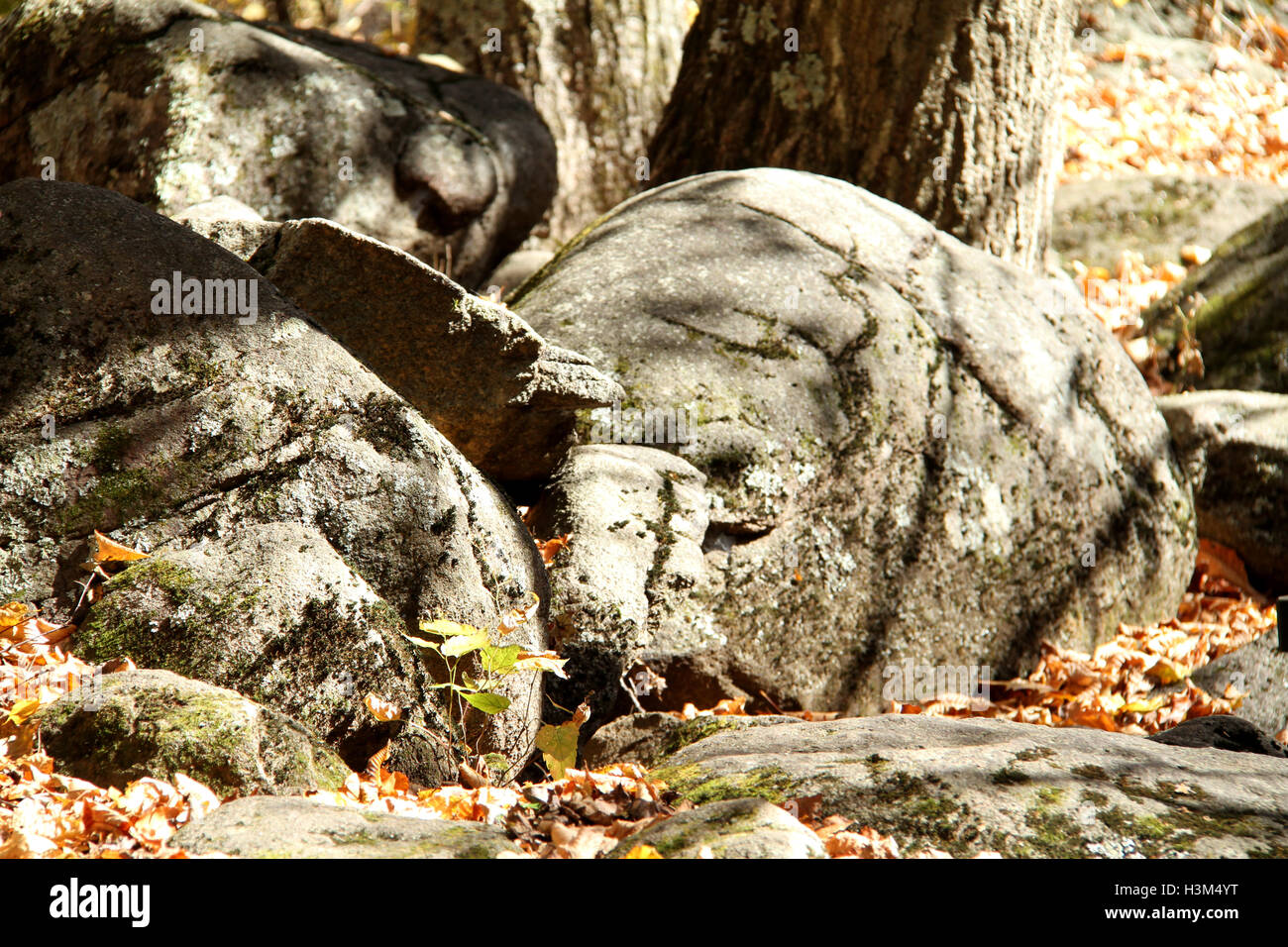Large round rocks in forest in Virginia Stock Photo - Alamy