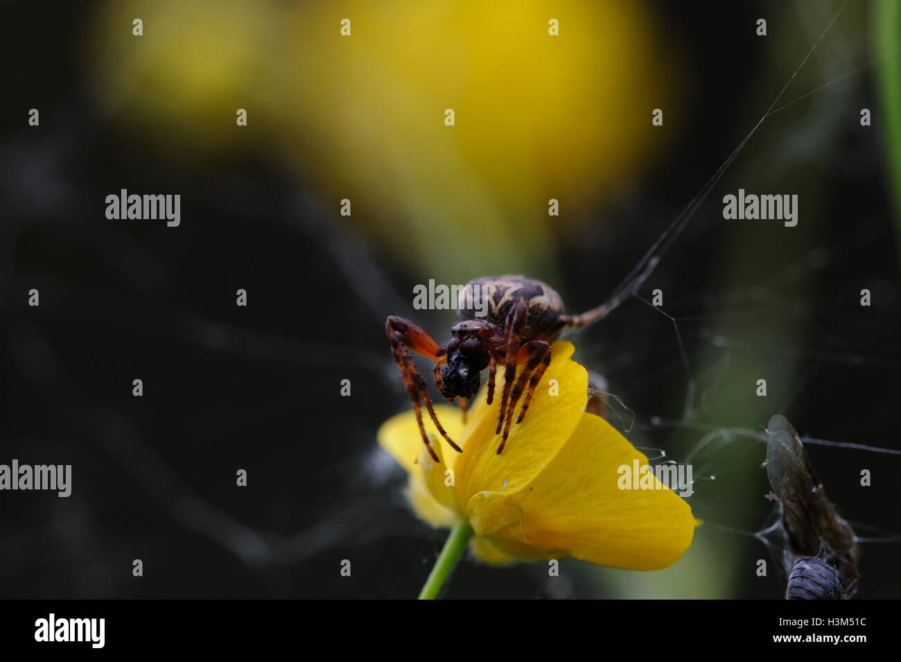 Spider close up Stock Photo - Alamy