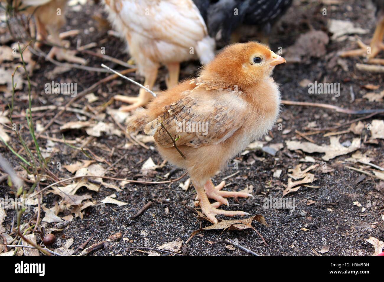 Rhode island red chick hi-res stock photography and images - Alamy