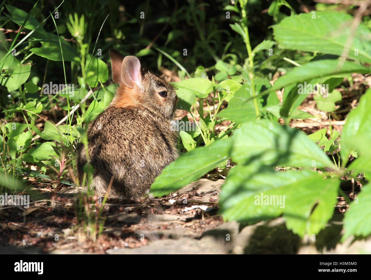 Young Cotton-tail Rabbit Stock Photo
