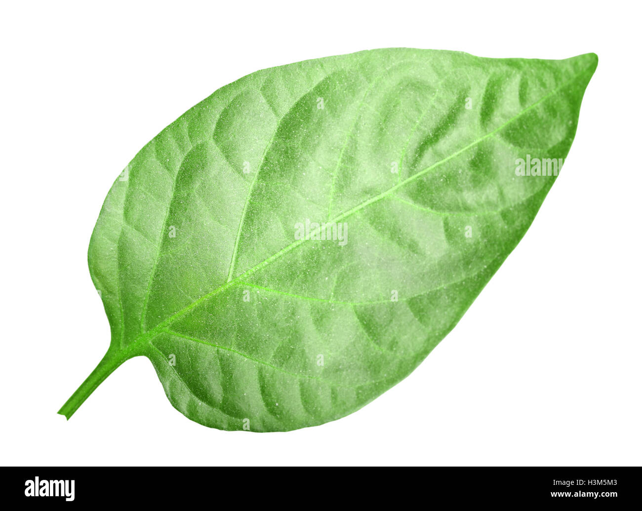 Green leaf of pepper Stock Photo Alamy