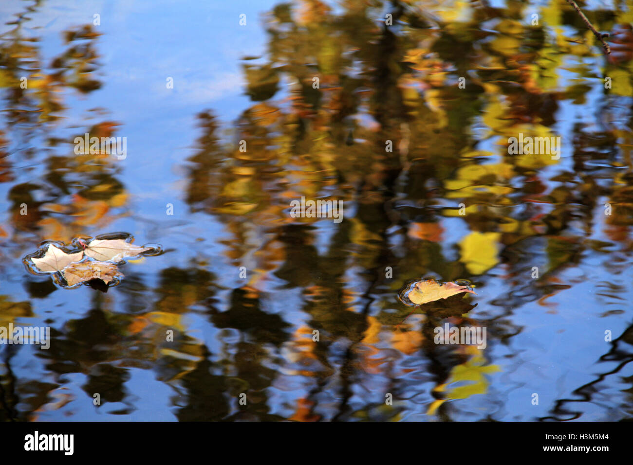 Image of trees in autumn colors reflected in the water, with few leaves ...