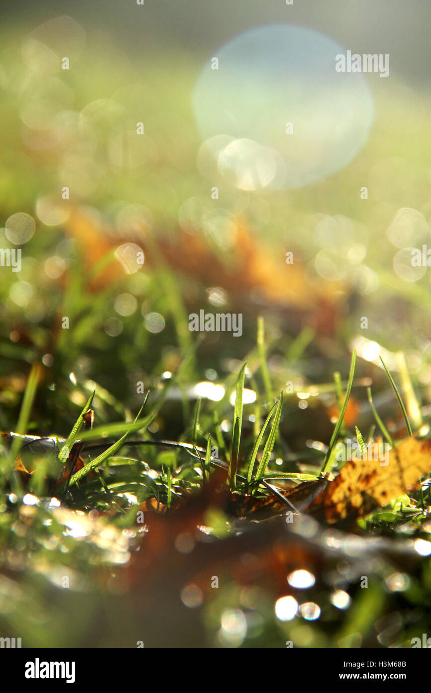 Close-up of dry leaves on grass, in a sunny, humid autumn morning Stock Photo