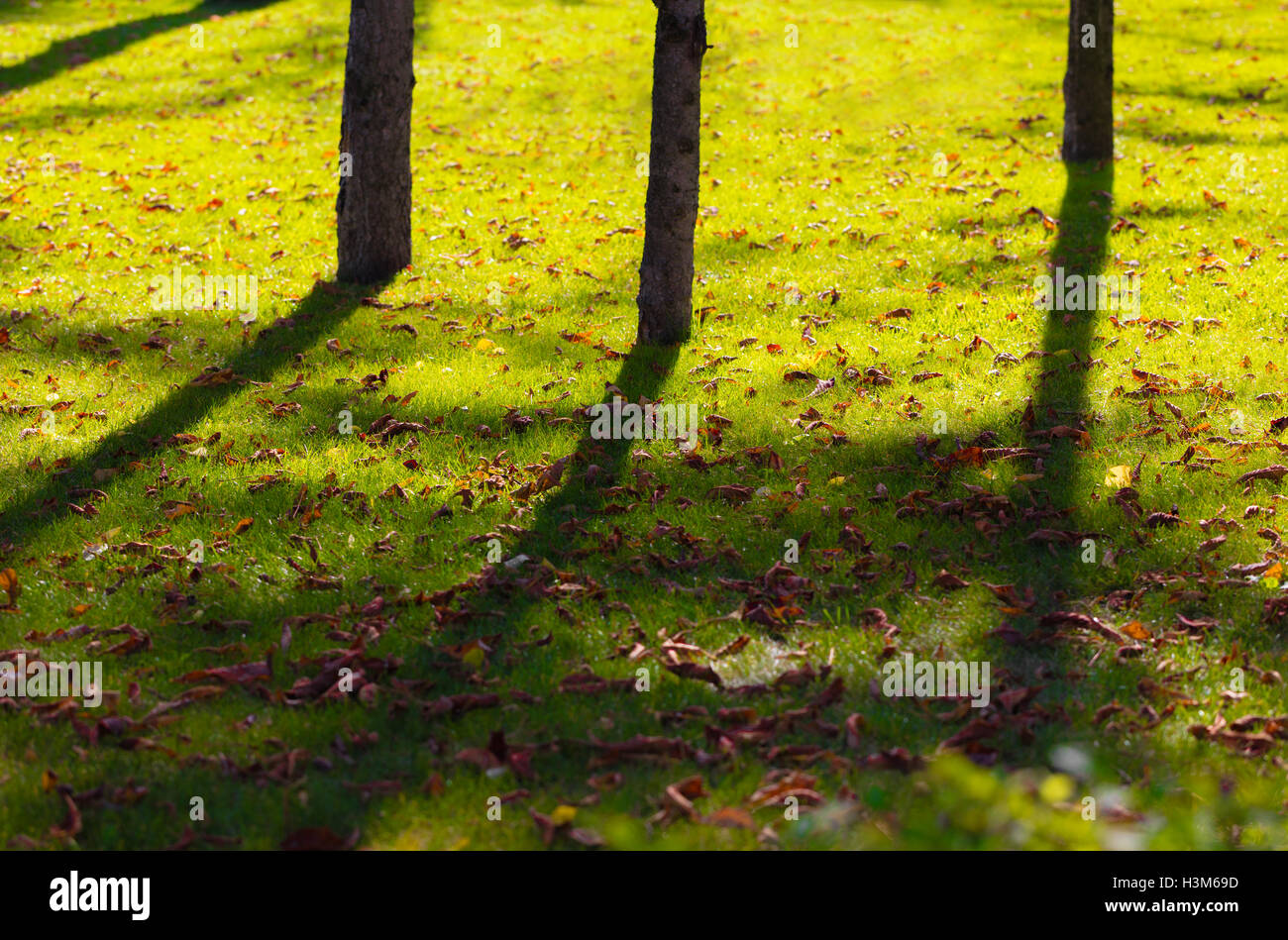 shadows from the trees on a green grass Stock Photo