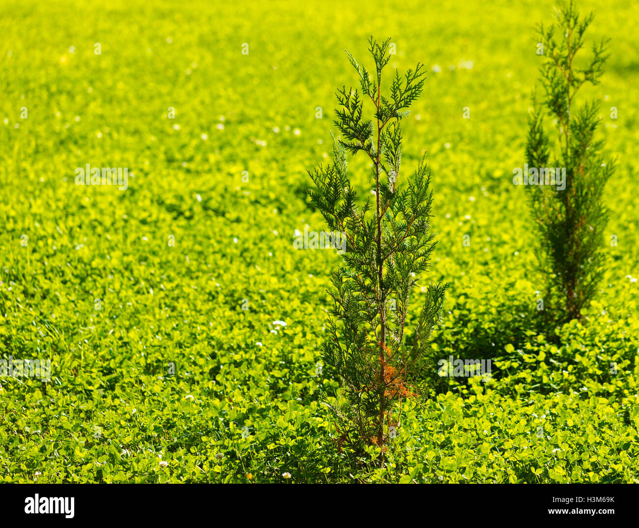 the growing Thuja in a bright green grass Stock Photo