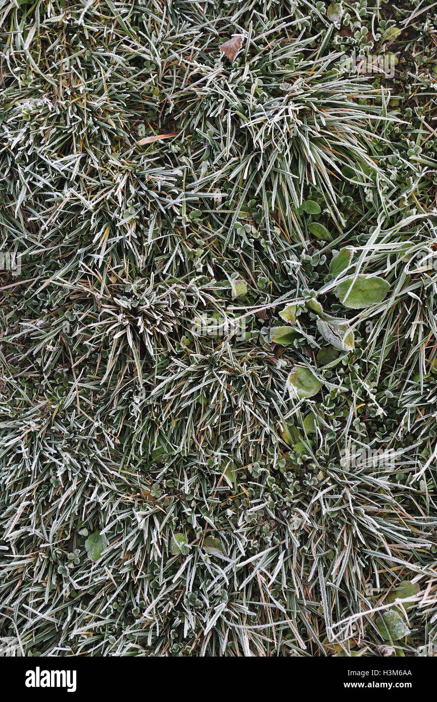 Close up of plants and grass covered by the first rime Stock Photo Alamy