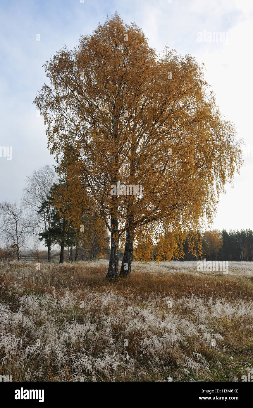 First frost and autumn trees with yellow leaves falling Stock Photo