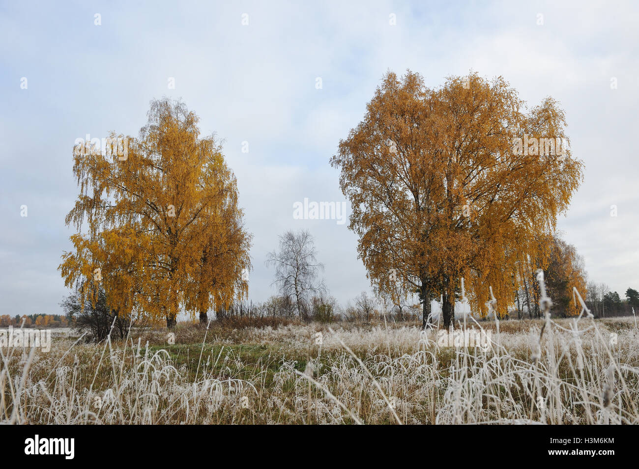 First frost and autumn trees with yellow leaves falling Stock Photo