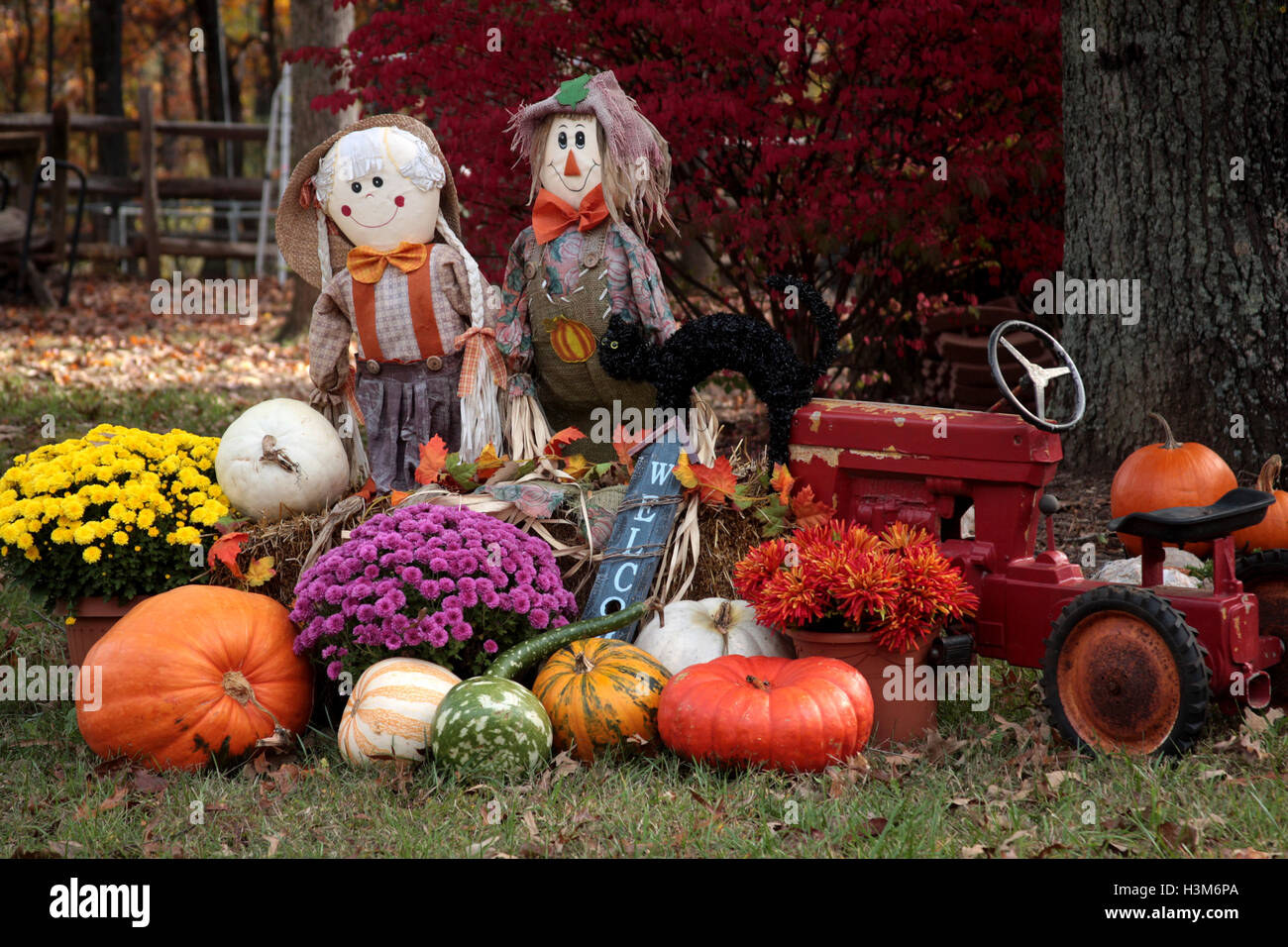 Outdoor Fall Decoration With Scarecrow And Pumpkins Stock Photo
