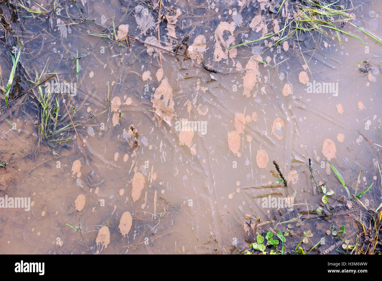 Close up of mud splashes on the thin crust of ice in the puddle on countryside road Stock Photo