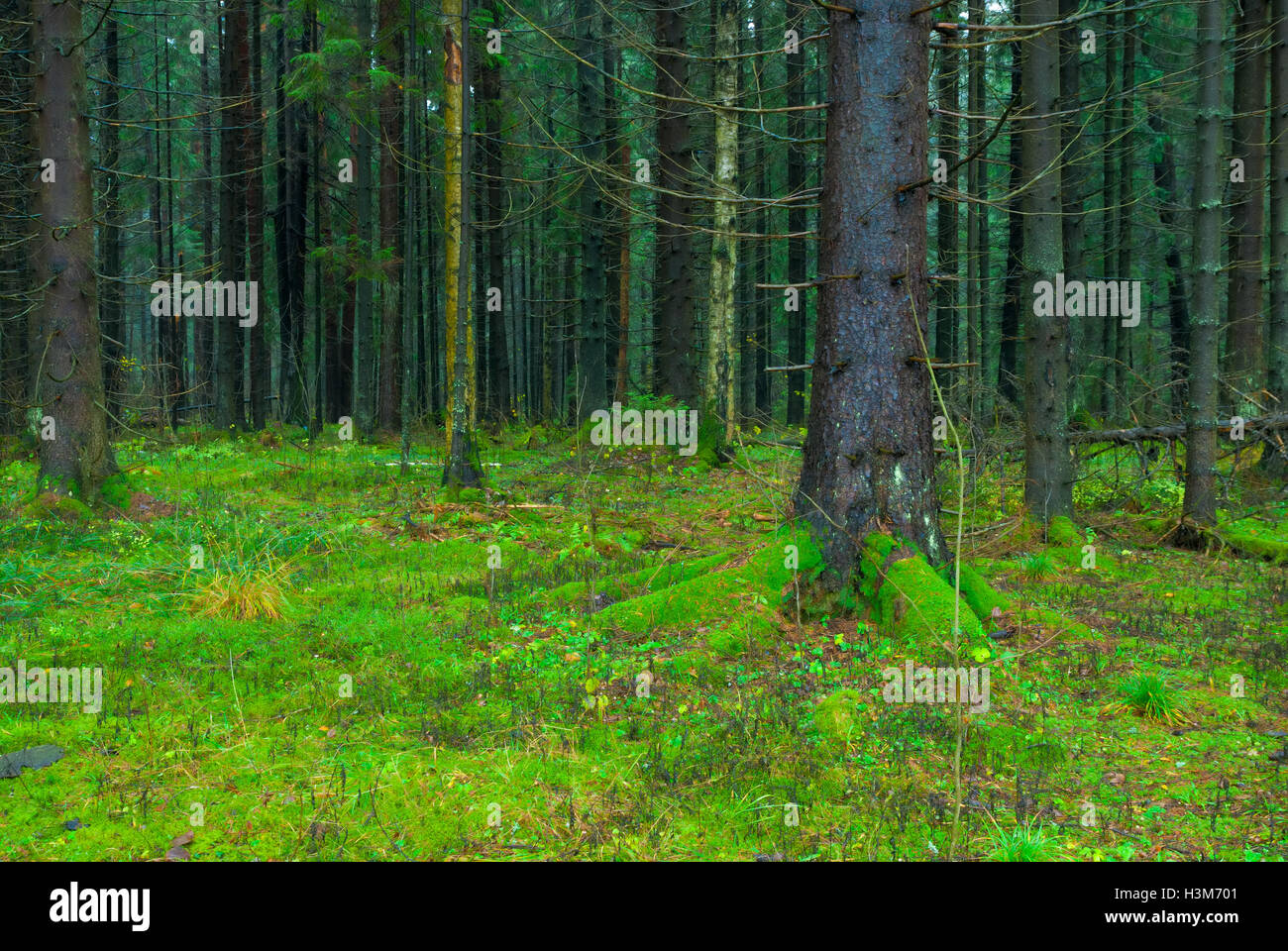 Thick national forest hi-res stock photography and images - Alamy