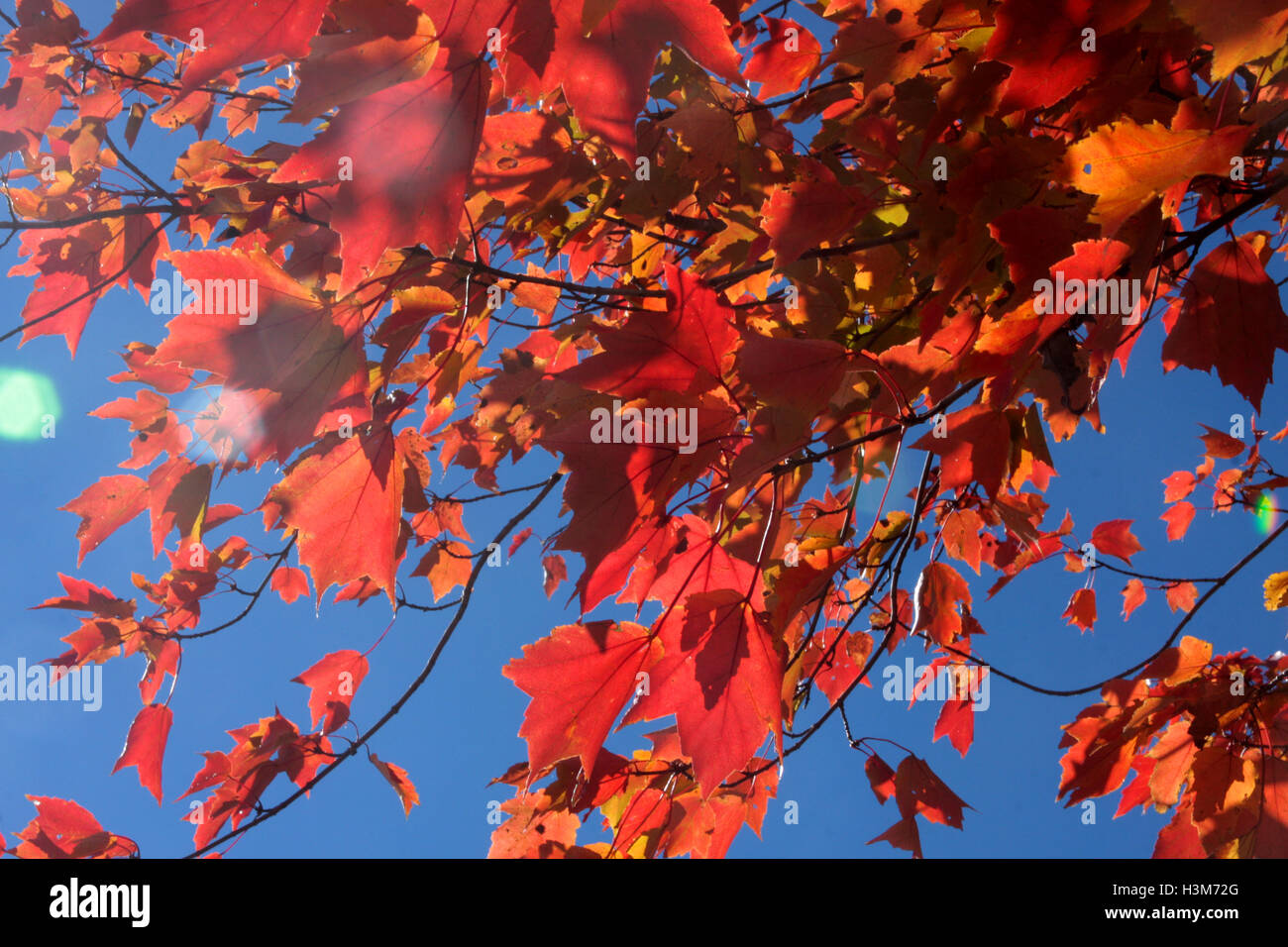 Branches of red maple leaves on clear sky background Stock Photo - Alamy