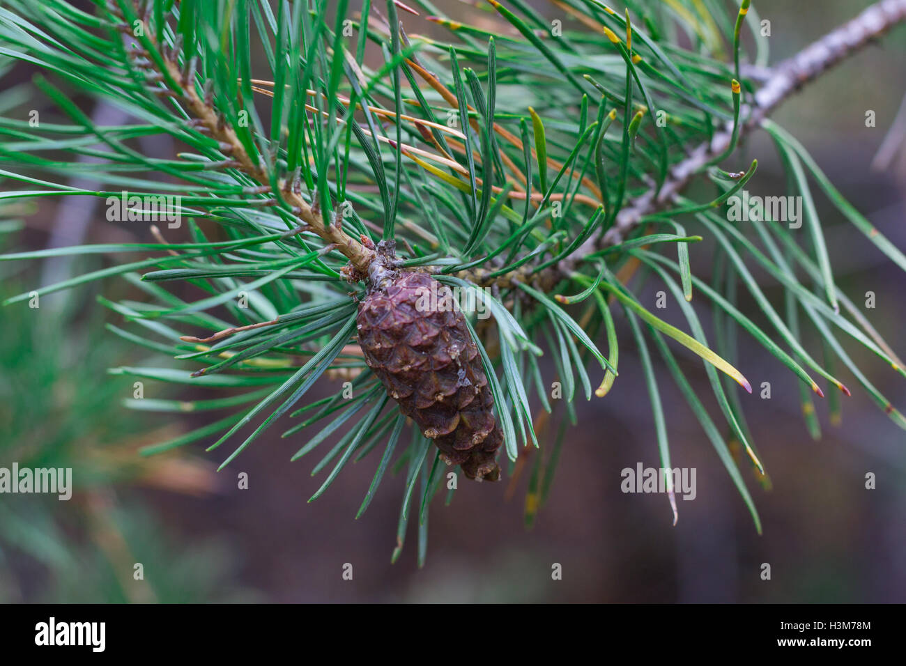 Close-up of pinecone on pine tree branch in coniferous forest Stock Photo