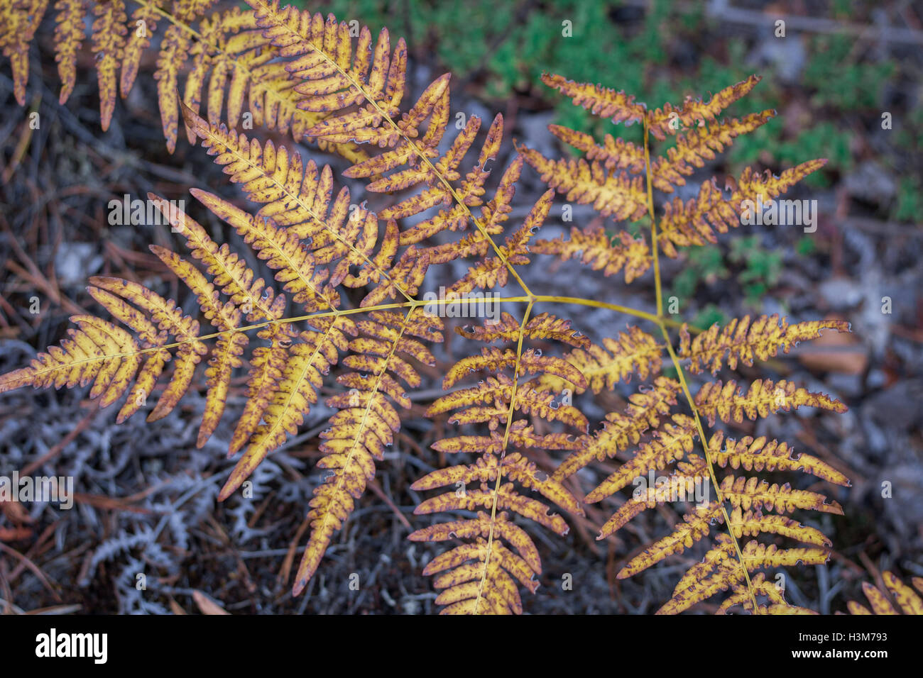 Textured and ornamental dry yellow fern bracken autumnal leaf Stock Photo