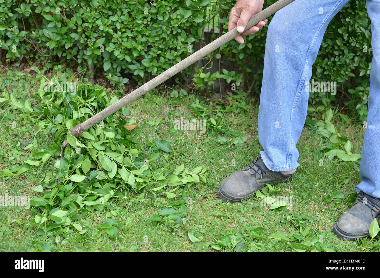 Man gardening with rake, making a pile of collected leaves and branches ...