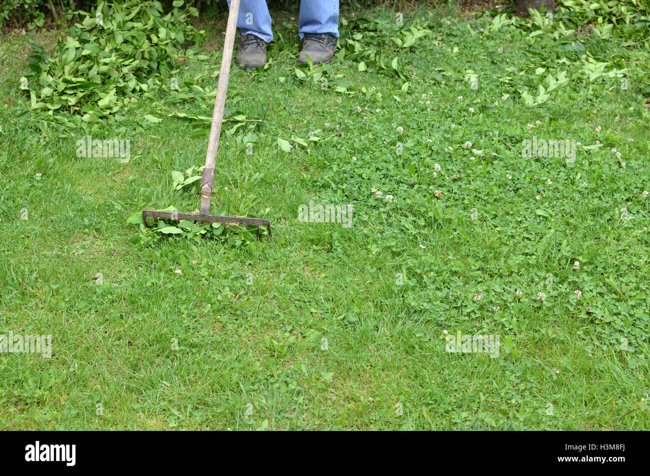 Raking a garden lawn after hedge trimming Stock Photo Alamy
