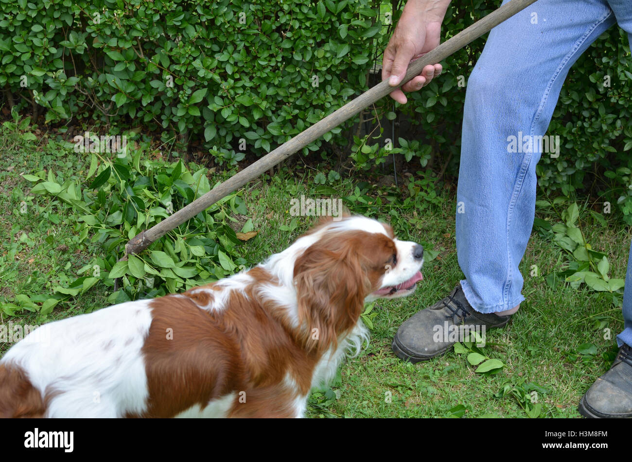 Raking a garden lawn after trimming the hedge with company of his dog ... - Dog Behavior After Lawn Raking And Aerating