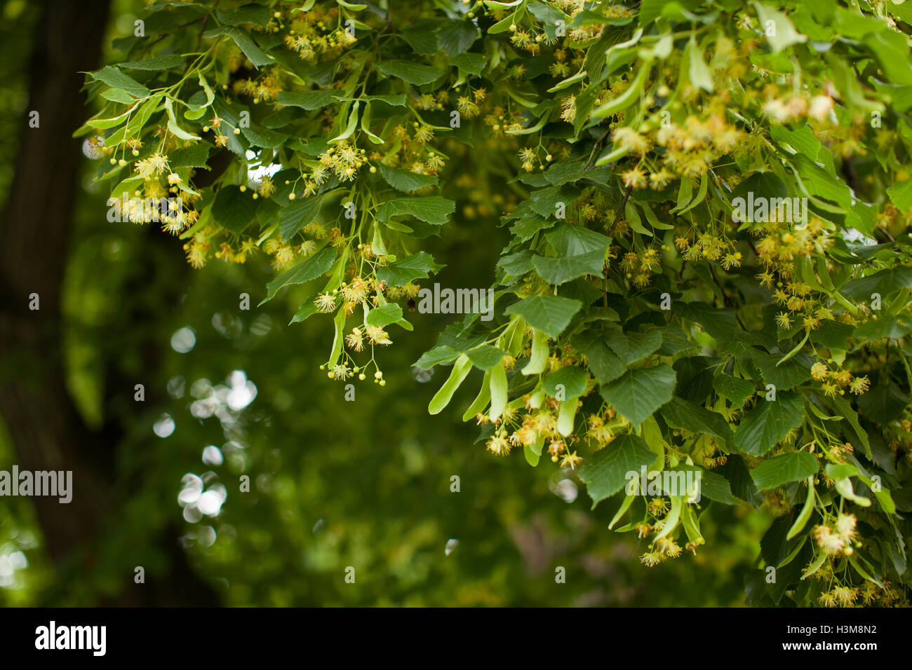 Blooming linden, lime tree in bloom Stock Photo Alamy