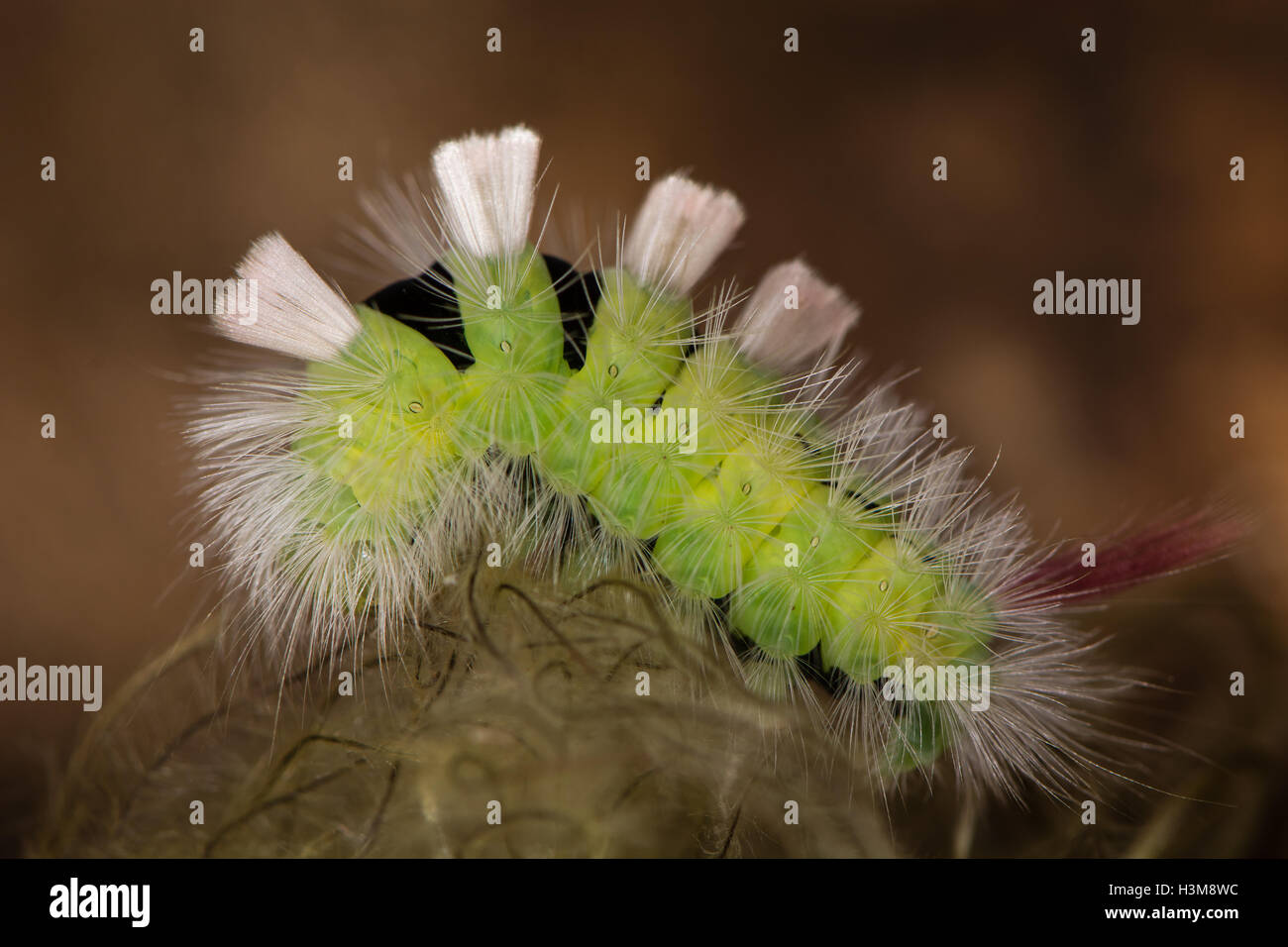 Hairy moth caterpillar hi-res stock photography and images - Alamy