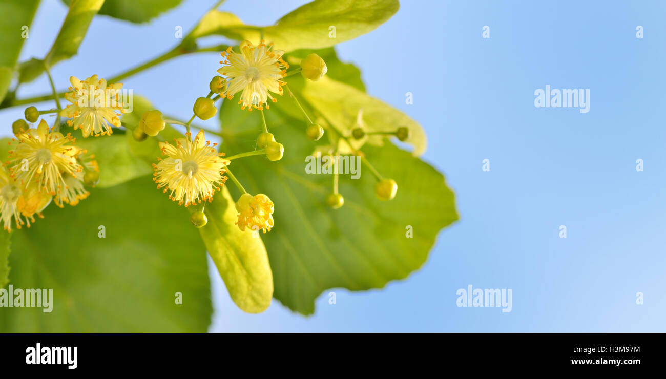 Branch of lime flowers in garden Stock Photo Alamy