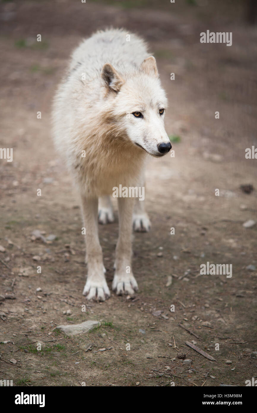 Arctic Wolf (Canis lupus arctos) aka Polar Wolf or White Wolf - Stock Photo