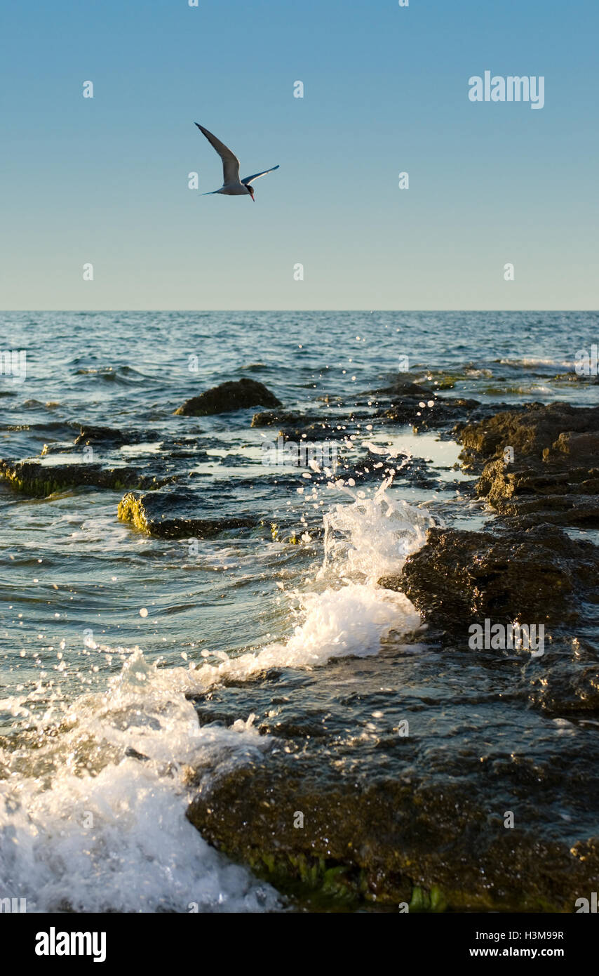 Ukraine, Crimea (birds, the pure sea and good weather).  Available in high-resolution and several sizes. Stock Photo