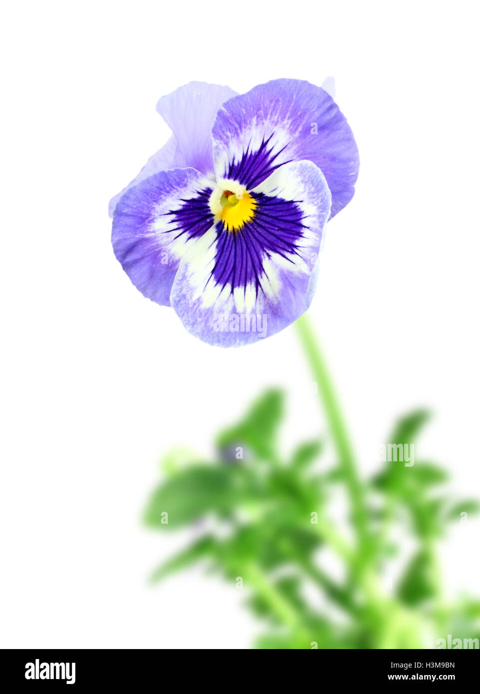 Blue pansy flower Stock Photo
