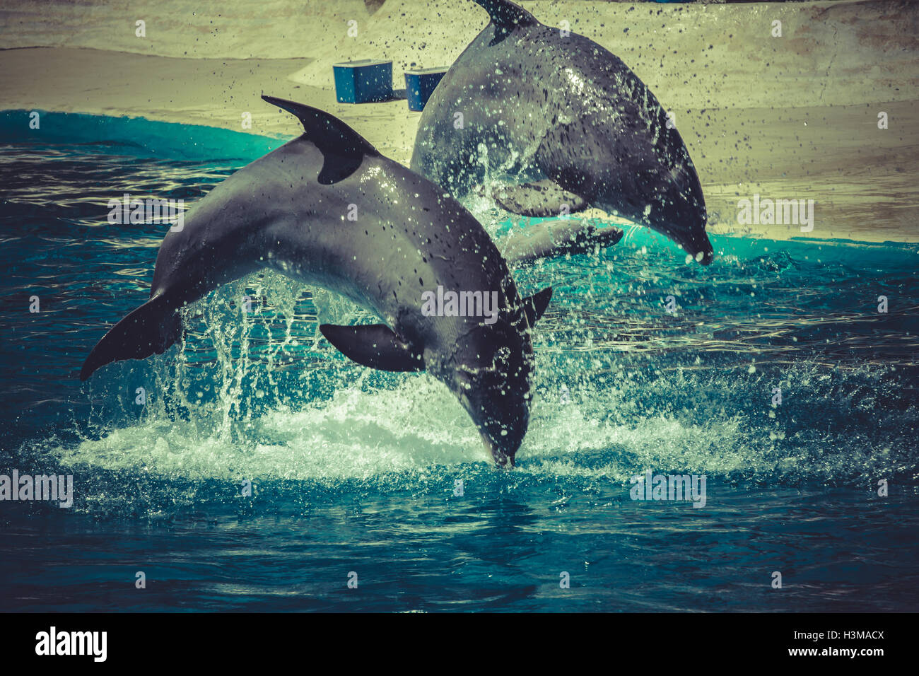 dolphin jump out of the water in pool Stock Photo Alamy