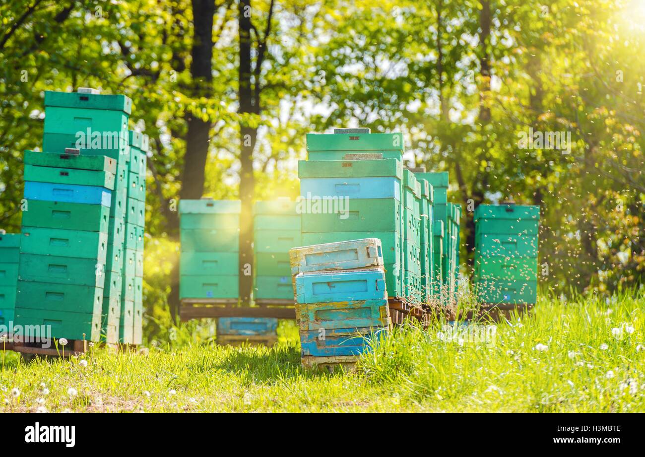 Bees fly around hive hi-res stock photography and images - Alamy