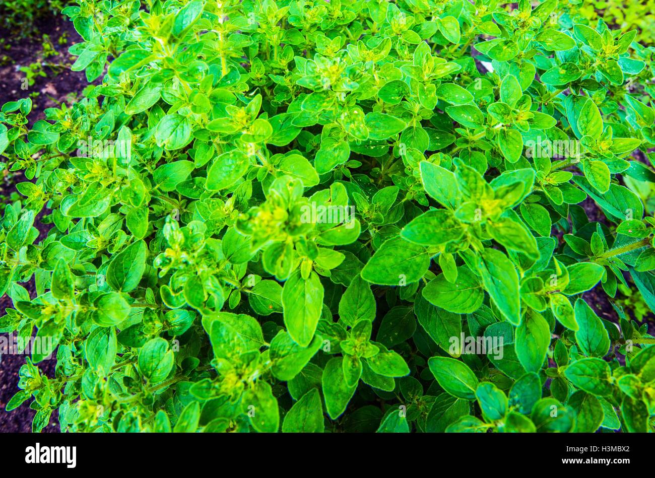 Cultivation Organic Oregano. Oregano Plant Closeup Photo. Stock Photo