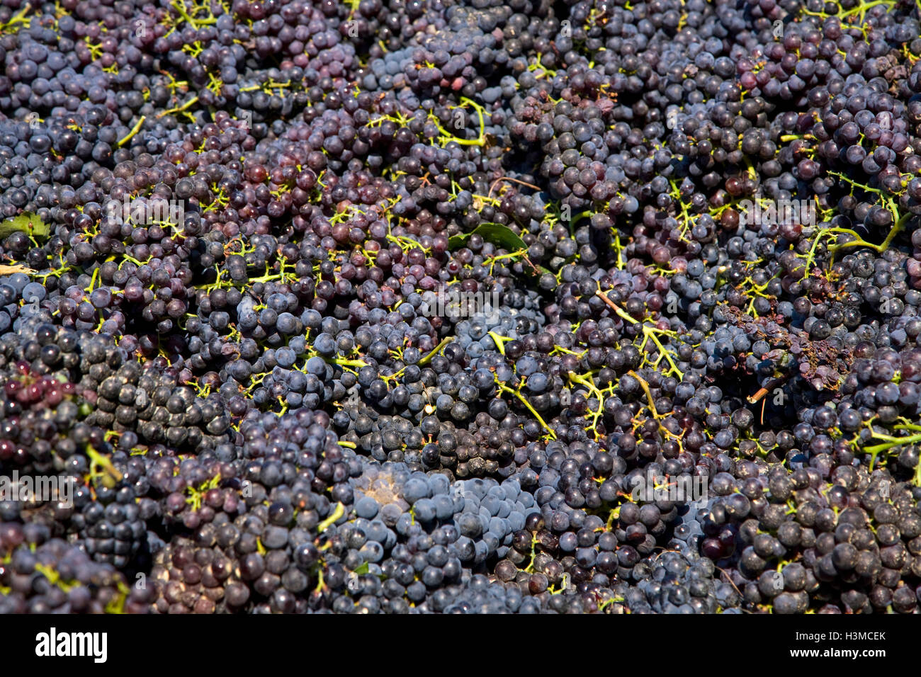 Harvested grapes, Langhe Nebbiolo, Piedmont, Italy Stock Photo