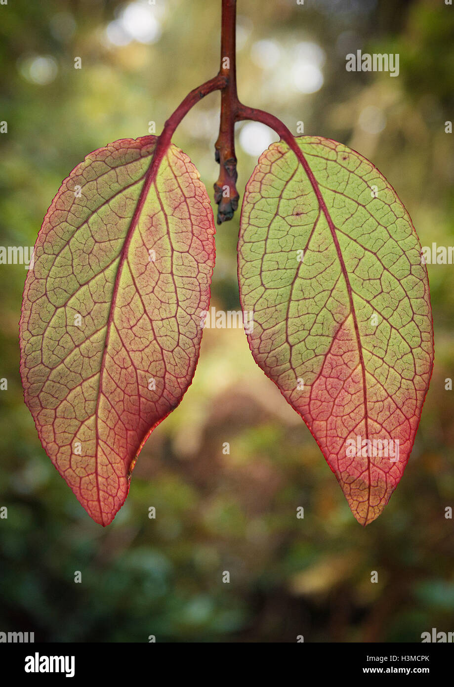 Leaves in shape of lungs Stock Photo Alamy