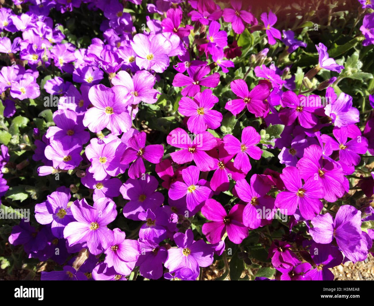 Sunny Purple Flowers Stock Photo - Alamy